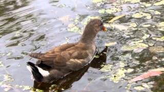 Dusky Moorhen Gallinula tenebrosa  PapuaTeichhuhn 1 [upl. by Gerome984]