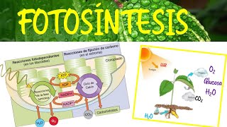 Fotosíntesis ‐ Biología  Semana 5 [upl. by Kippar141]