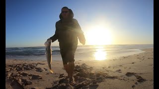 Fishing Dongara Mulloway Jewfish Tailor and Wobbegong sharks fishing adventure [upl. by Arvie]