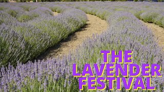 Lavender Festival 2022 Cherry Valley  CA [upl. by Lanta]