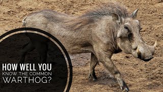 Common Warthog  Description Characteristics and Facts [upl. by Latta]