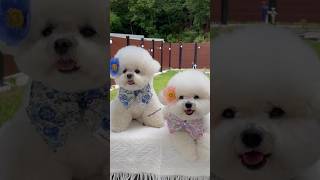 Teacup Pomeranian dog price  Pomeranian dog price  smallest dog price viral shorts price dog [upl. by Cointon924]