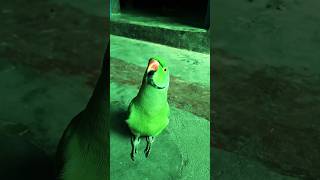 shortvideo mitu bolo raderade shortvideo shortsfeed shortfeed shortviralvideo parrot mitu [upl. by Plotkin]