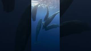 Whale Family Moment to Remember 🐋💙🦈🤿🌊shorts youtubeshorts shortsfeed shortvideo viralvideo [upl. by Kcirrad]