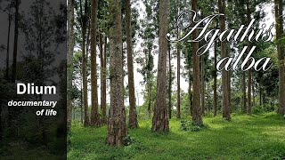 Amboyna pine Agathis alba  part 3 [upl. by Lita524]