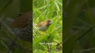 PIPIT PEKING SEDANG MAKAN [upl. by Yhtur]