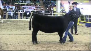 Junior Angus Female Show 2012 National Western Stock Show [upl. by Avah299]