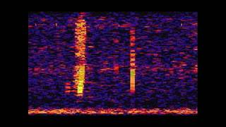 The Bloop A Mysterious Sound from the Deep Ocean  NOAA SOSUS [upl. by Lait]