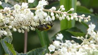 Mallota Flower Fly Nectaring フタガタハラブトハナアブ♀がリョウブに訪花吸蜜 [upl. by Ledarf]