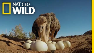 How to Protect Ostrich Eggs  Animal AllStars [upl. by Eaned]