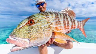 The Worlds Best Fishing Spot Popping and Jigging The Great Barrier Reef [upl. by Eckardt]