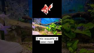 Il mio acquario di pesci rossi goldfish [upl. by Ecaroh]