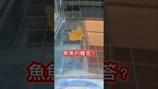 立冬魚還知道報答 不枉費平時照顧 fishtank 異形魚 垃圾魚 鬍子魚 pleco L519 巨石強森 立冬 魚子醬 aquarime [upl. by Haniraz]