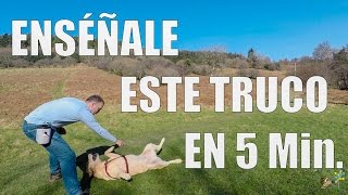 Enséñale Este Truco en 5 min  Adiestramiento Canino en Positivo [upl. by Danie782]