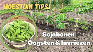 SOJABONEN OOGSTEN amp INVRIEZEN  Edamame  Moestuin tips [upl. by Anileh657]