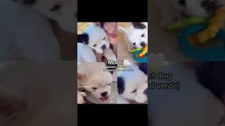 melanie martinez dogs  not my video [upl. by Gathard]