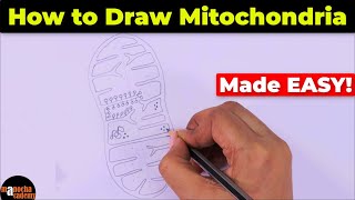 How to Draw Mitochondria Diagram Easily [upl. by Ridgley834]