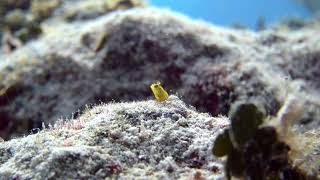 yellow blenny macro [upl. by Niccolo71]