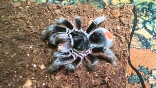 Grammostola alticeps [upl. by Priebe]