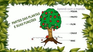 As partes das plantas e suas funções1 ano  educação infantil [upl. by Ytram]