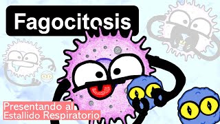 Fagocitosis y Estallido Respiratorio  Macrófagos y Neutrófilos [upl. by Cressida985]