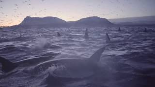 Orcasm in Norway  Biggest gathering of killer whales ever filmed [upl. by Nevear]