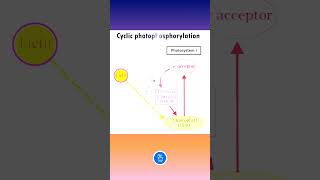 Photosynthesis Cyclic Photophosphorylation [upl. by Enyedy]