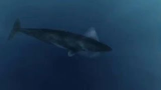 Giant Megalodon Shark Caught on Camera 2016 Epic ProofEvidence [upl. by Argile681]