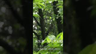 Wild Spiders in Bangladesh shorts wildlife spiders nature 2024 [upl. by Otilesoj]