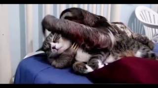 This is one creepy sloth CUDDLING A POOR CAT😳🙊 [upl. by Leinto]