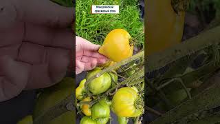 Эти сорта томатов завалят урожаем урожай огород plants tomato томаты [upl. by Wyck947]