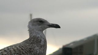 Doch wieder Coronamaßnahmen in Norwegen und Dänemark [upl. by Fawne146]