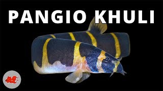 Pangio khuli  Kuhli myersi ✔ [upl. by Ivetts]