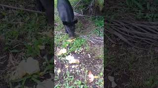 Outdoor Hawaiian Garbage Disposal Wild City Pig More Misc Videos Here PHIHR SLUG [upl. by Magbie]