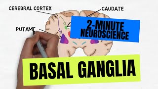 2Minute Neuroscience Basal Ganglia [upl. by Ahsikrats539]