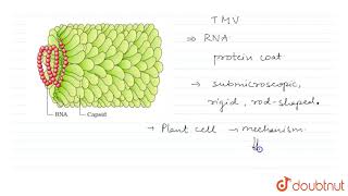 TOBACCO MOSAIC VIRUS [upl. by Sylvanus]