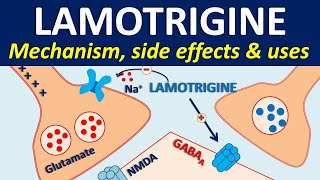 Lamotrigine  Mechanism side effects drug interactions amp uses [upl. by Eilra]