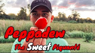 A Peppadew from MattsPeppers This is a Pepper for Everyone  Pepper Review [upl. by Ynehteb]