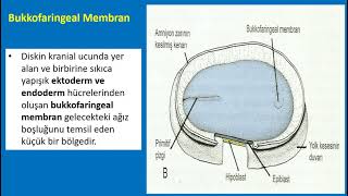 Embriyoloji  İnsan Gelişiminin 3 Haftası [upl. by Loss]