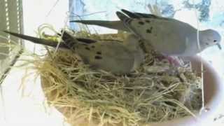 Mourning Dove Nest Cam Part 1 [upl. by Yliak280]