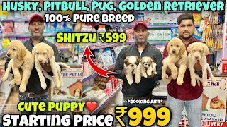 Cheapest Dogs Market In Delhi NCR  German Shepherd Husky Pitbull  Dog in 999  Pet Lover Hub [upl. by Nylessej]