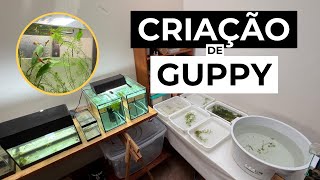 MINHA CRIAÇÃO DE GUPPY ANTES DA REFORMA [upl. by Lilah]