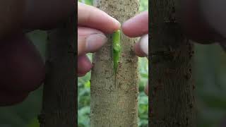 Tshaped grafting method Grafting grafting fruittrees shorts plants [upl. by Basir]