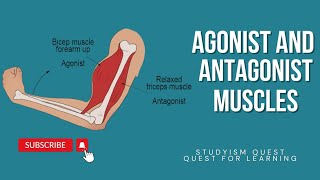 Agonist and Antagonist Muscles  Antagonistic Movements of Skeletal Muscles Antagonistic Muscles [upl. by Ratna]