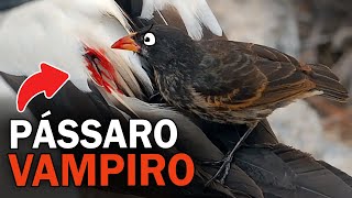 PÁSSARO VAMPIRO e outros COMPORTAMENTOS impressionantes [upl. by Ainavi595]