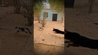 Dog attack on cat dog germanshepherd [upl. by Elvyn]