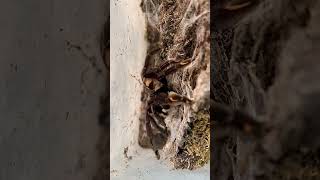 Psalmopoeus irminia feeding spider tarantula tarantulasoftheworld arachnid pet shorts [upl. by Nirej]