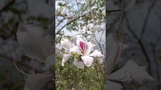 Bauhinia Blossoms Embracing Natures Elegance nature [upl. by Tema465]