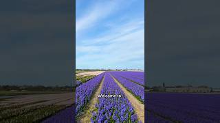 beautiful ❤️ flowerbeds of netherlands 🇳🇱 shortfeed shortsholland dutch travel nature [upl. by Amadis]