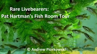 Rare Livebearers Pat Hartmans Fish Room Tour Legendary Fish Keeper [upl. by Aisilef]